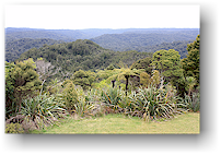 blick vom turm am ende des lookout track auf den waipoua forest