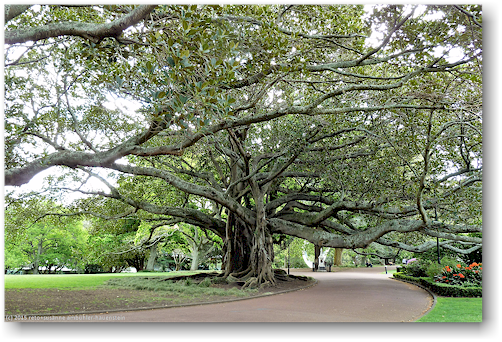 markanter baum im albert park in auckland