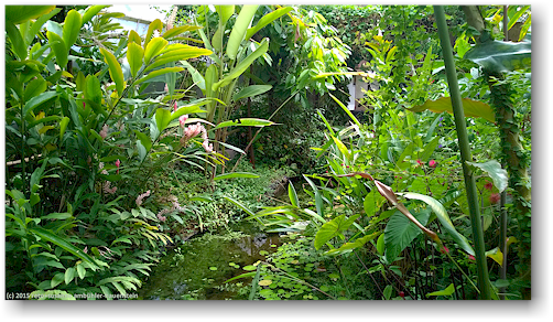 ueppige pflanzen im butterfly and orchid garden bei thames