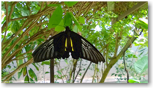 riesiger, schwarzer schmetterling im butterfly and orchid garden bei thames