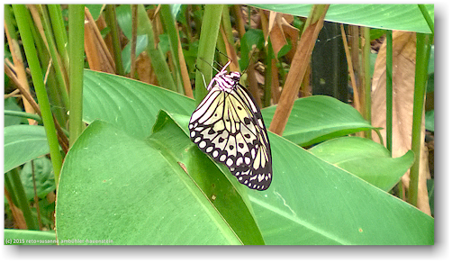 zierlicher schmetterling im butterfly and orchid garden bei thames