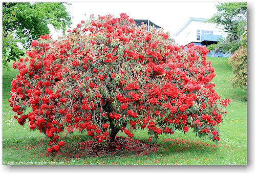 bluehender baum im garten des rotorua hospital
