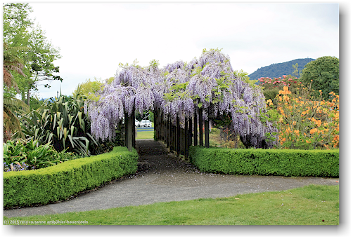 bruecke im kuirau park in rotorua