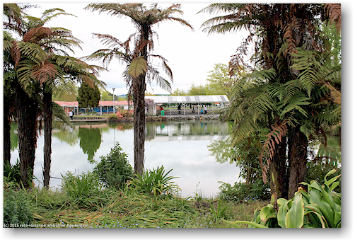 fussbad im kuirau park in rotorua