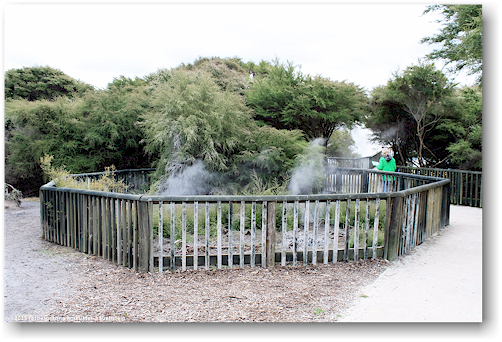 geothermischer dampf im kuirau park in rotorua