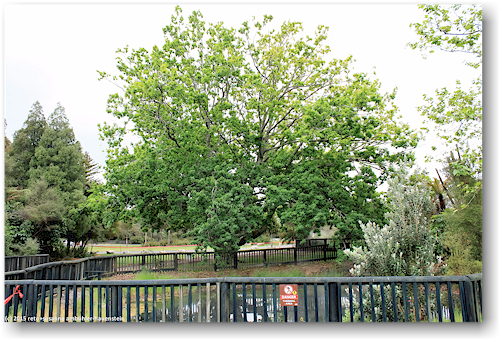 baum an wasserloch im kuirau park in rotorua