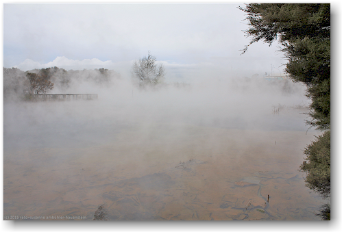 dampfender weiher im kuirau park in rotorua