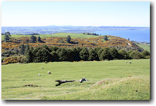 aussicht vom mount ngongotaha scenic reserve auf lake rotorua
