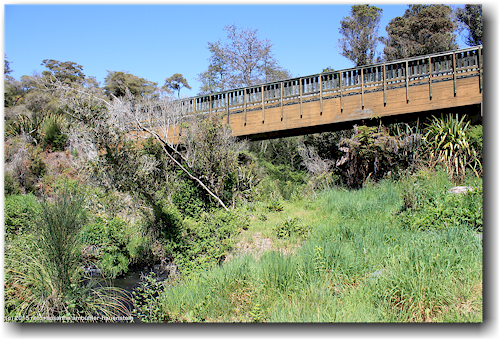 bruecke im te puia in rotorua