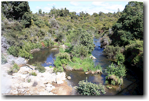 fluss durch das te whakarewarewa thermal valley im te puia in rotorua