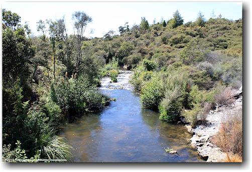 fluss durch das te whakarewarewa thermal valley im te puia in rotorua