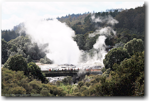 pohutu geyser im te puia in rotorua