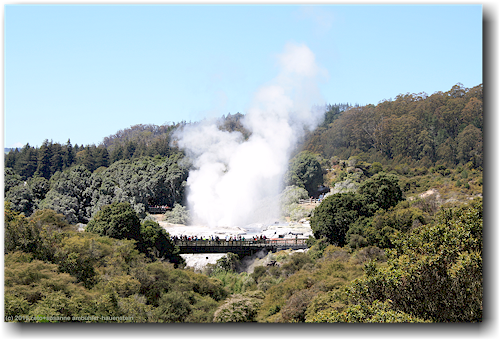 pohutu geyser im te puia in rotorua