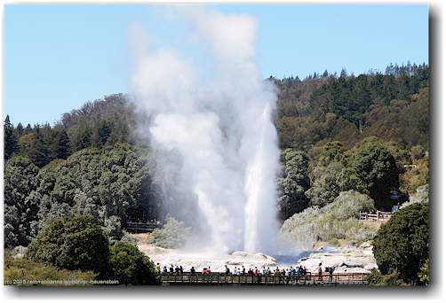 pohutu geyser im te puia in rotorua