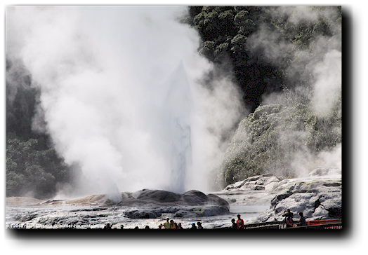 pohutu geyser im te puia in rotorua