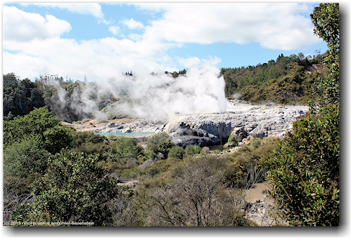 pohutu geyser im te puia in rotorua