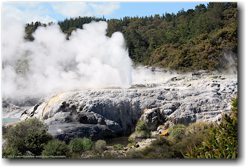 pohutu geyser im te puia in rotorua