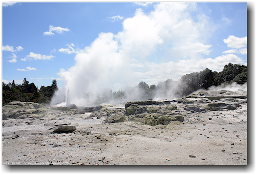 pohutu geyser im te puia in rotorua
