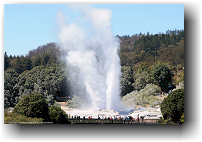 pohutu geyser im te puia in rotorua