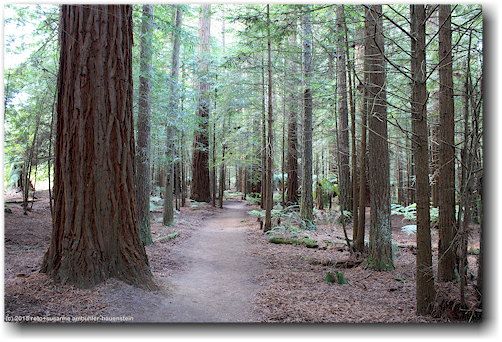 redwood grove im kwhakarewarewa forest park bei rotorua