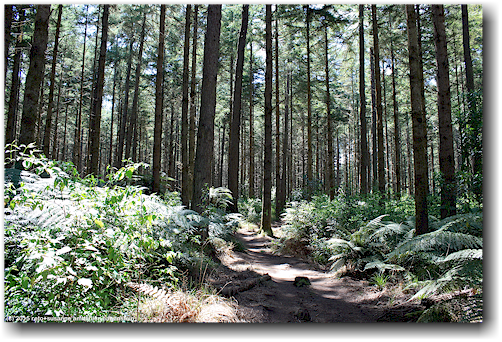 waldweg im kwhakarewarewa forest park bei rotorua