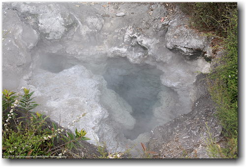 dampfende, heisse quelle im whakarewarewa village in rotorua