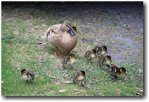 enten auf dem wellington top 10 holiday park