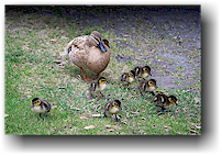 enten auf dem wellington top 10 holiday park