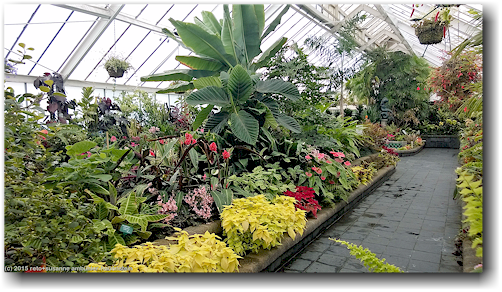 tropisches gewaechshaus im wellington botanical garden