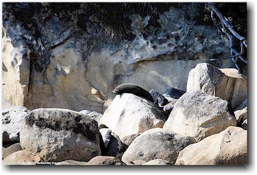 seehund auf der adele island im abel tasman national park