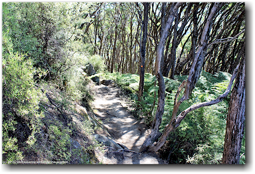 coast track im abel tasman national park