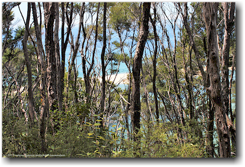 blick vom coast track richtung kueste im abel tasman national park