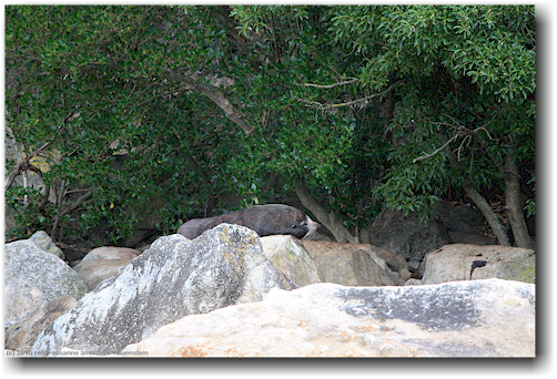 seehund am ufer der adele island im abel tasman national park