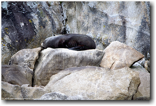seehund am ufer der adele island im abel tasman national park