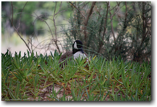 gans bei der apple tree bay im abel tasman national park