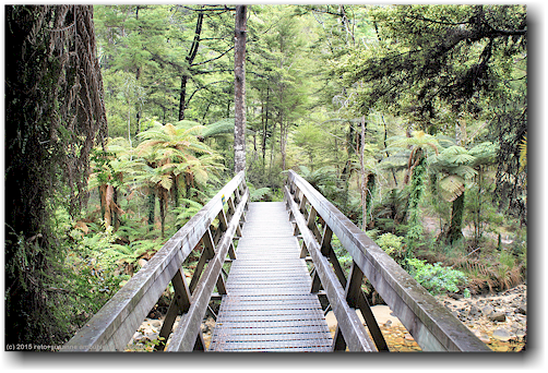 bruecke im abel tasman national park