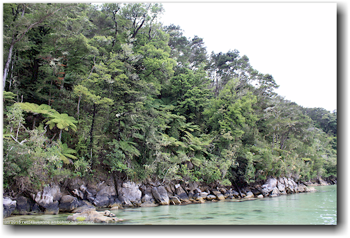 kueste der stilwell bay im abel tasman national park