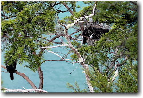 komoran nest beim yellow point im abel tasman national park