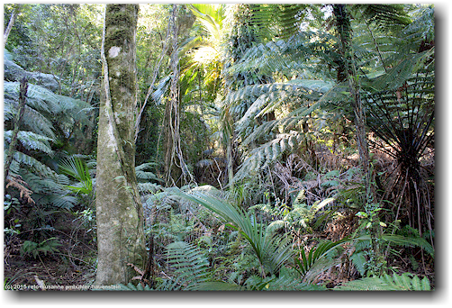 undurchdringlicher wald im abel tasman national park