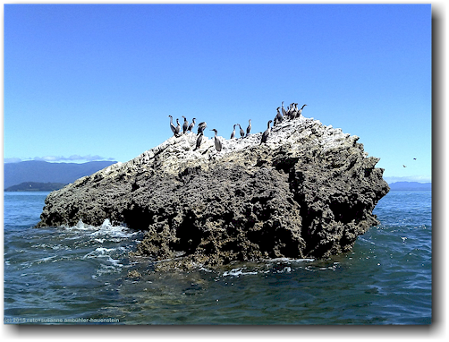 komorane auf felsen in der tata bay bei pohara