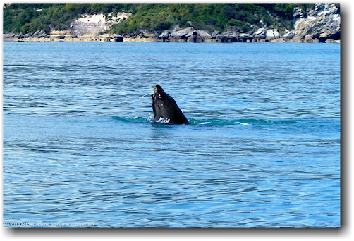 tintenfisch fressender seehund in der tata bay bei pohara