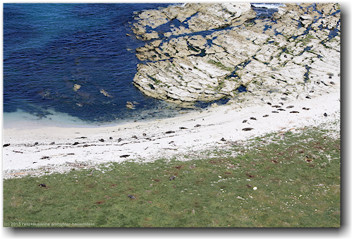 seehunde am strand der kaikoura peninsula