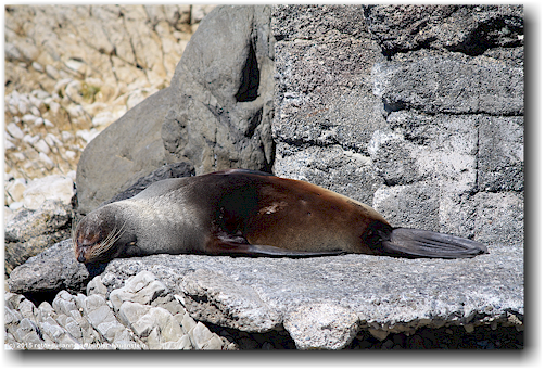 seehund an der kueste von kaikoura