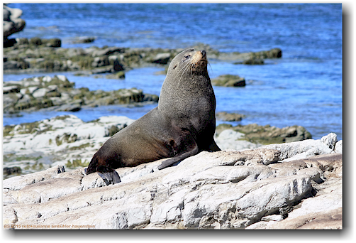 maechtiger seehund an der kueste von kaikoura