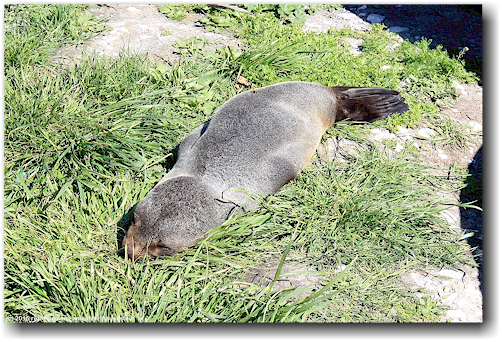 seehund baby an der kueste von kaikoura