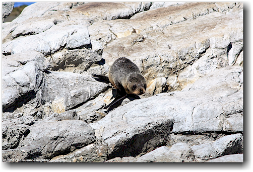seehund baby an der kueste von kaikoura