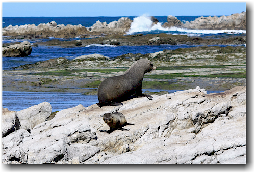 seehunde an der kueste von kaikoura