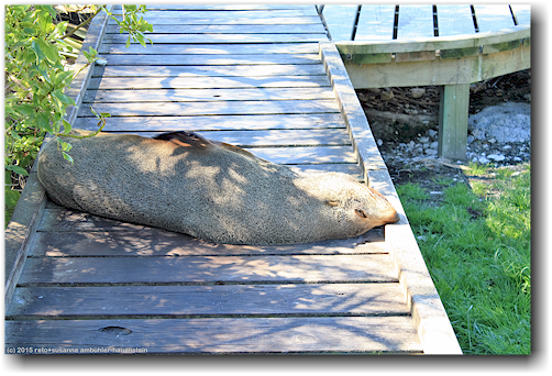 seehund auf steg an der kueste von kaikoura