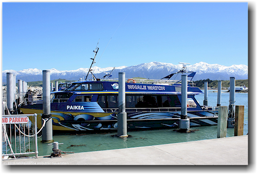 paikea - whale watching boot im hafen bei der south bay von kaikoura