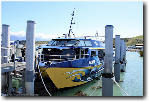 paikea - whale watching boot im hafen bei der south bay von kaikoura